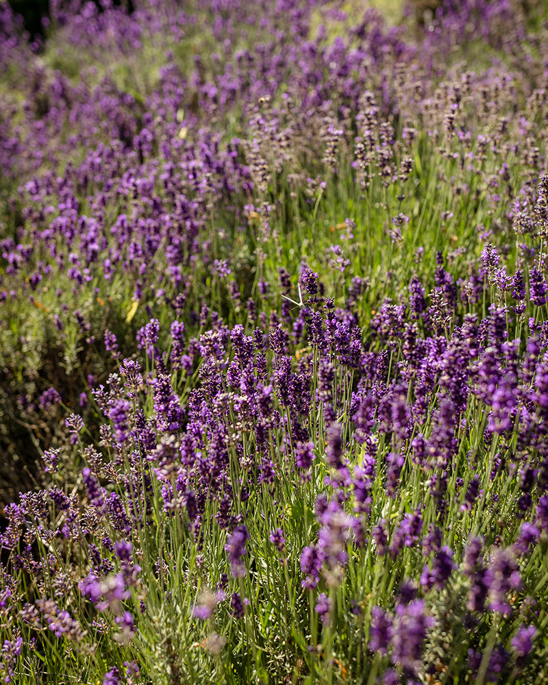 Multi Use Oil Lavendel 30ml Botanical Beauty
